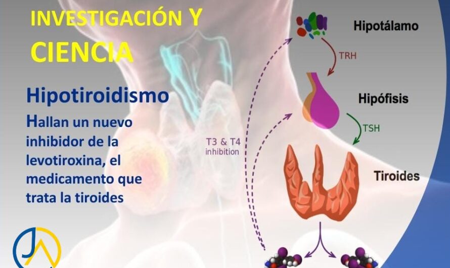 Importancia de la Tiroides